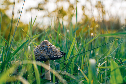 Autumn mushroom